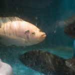 Aquaponics - Feeding the Fish